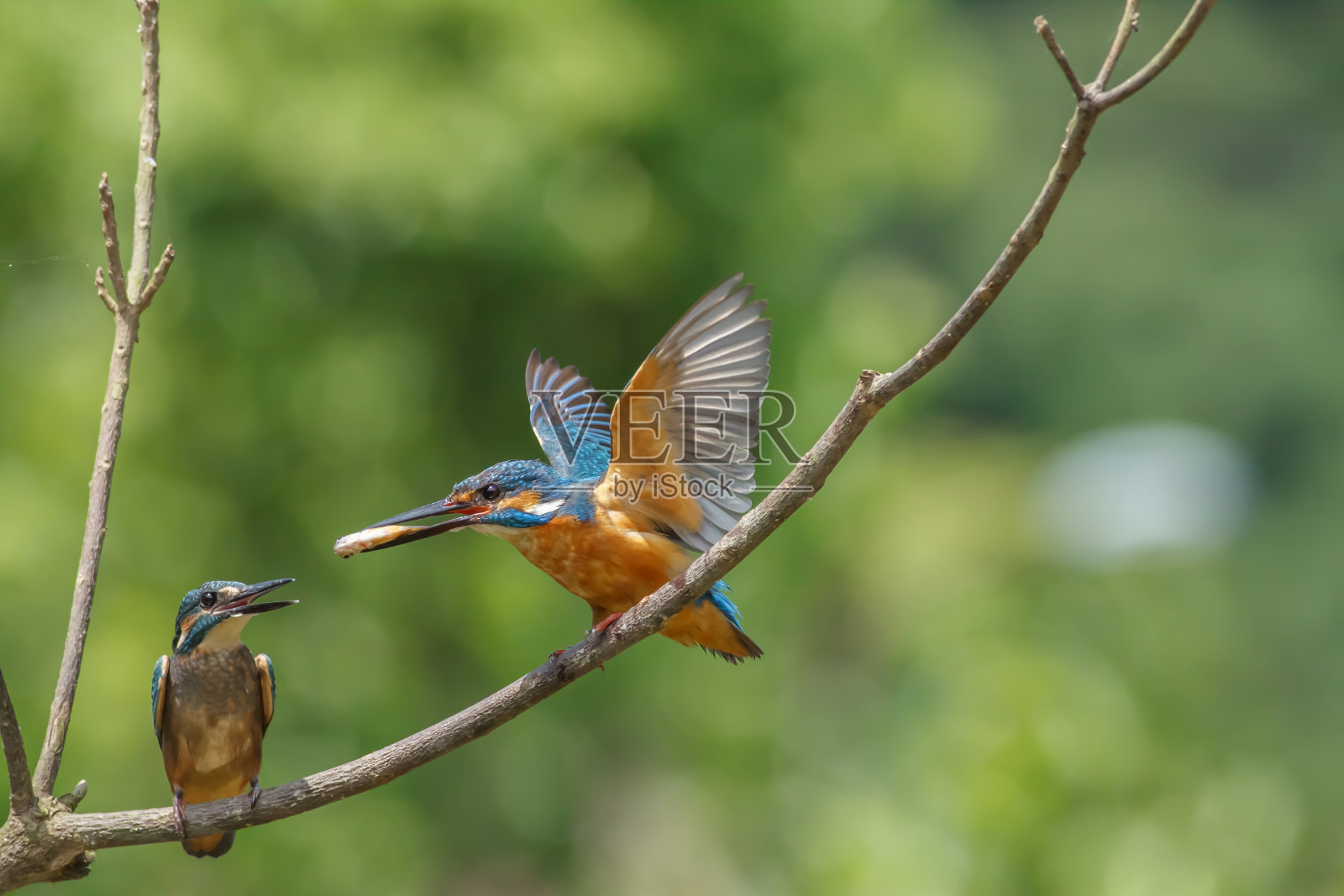翠鸟照片摄影图片