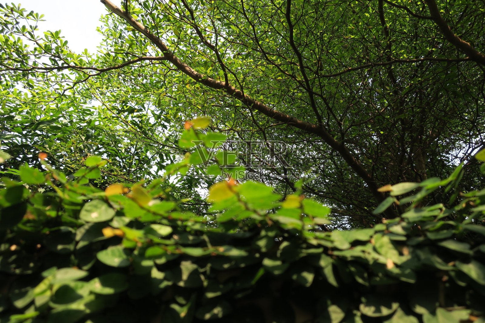 大树的背景照片摄影图片
