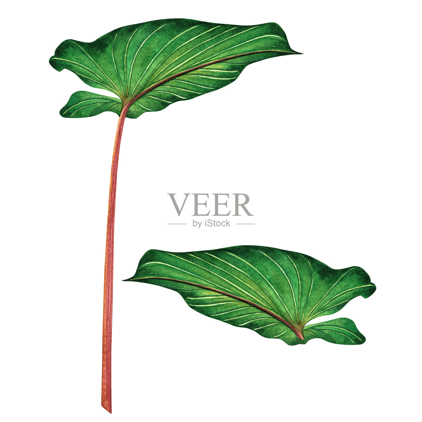 水彩画绿叶棕叶孤立在白色的背景上水彩手绘插图热带阿罗哈异国树叶为