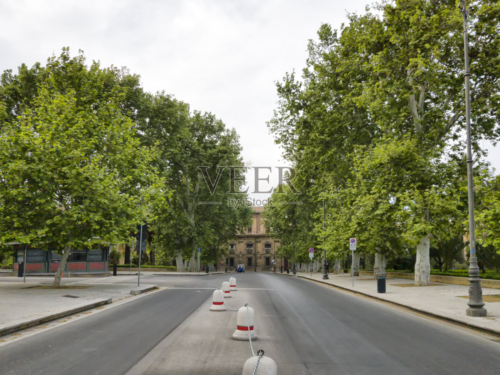 巴勒莫大街上的树。照片摄影图片