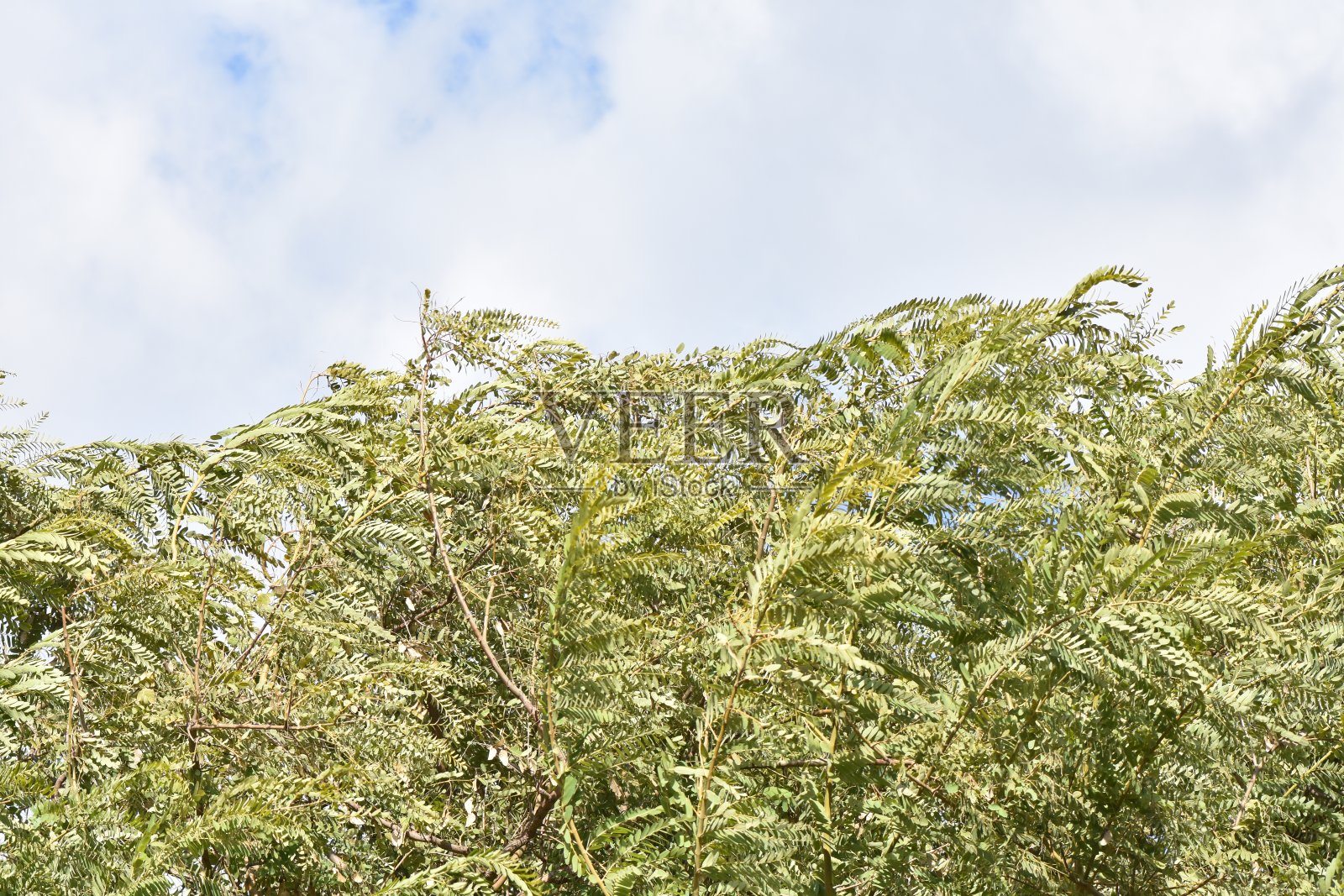 树顶与天空照片摄影图片