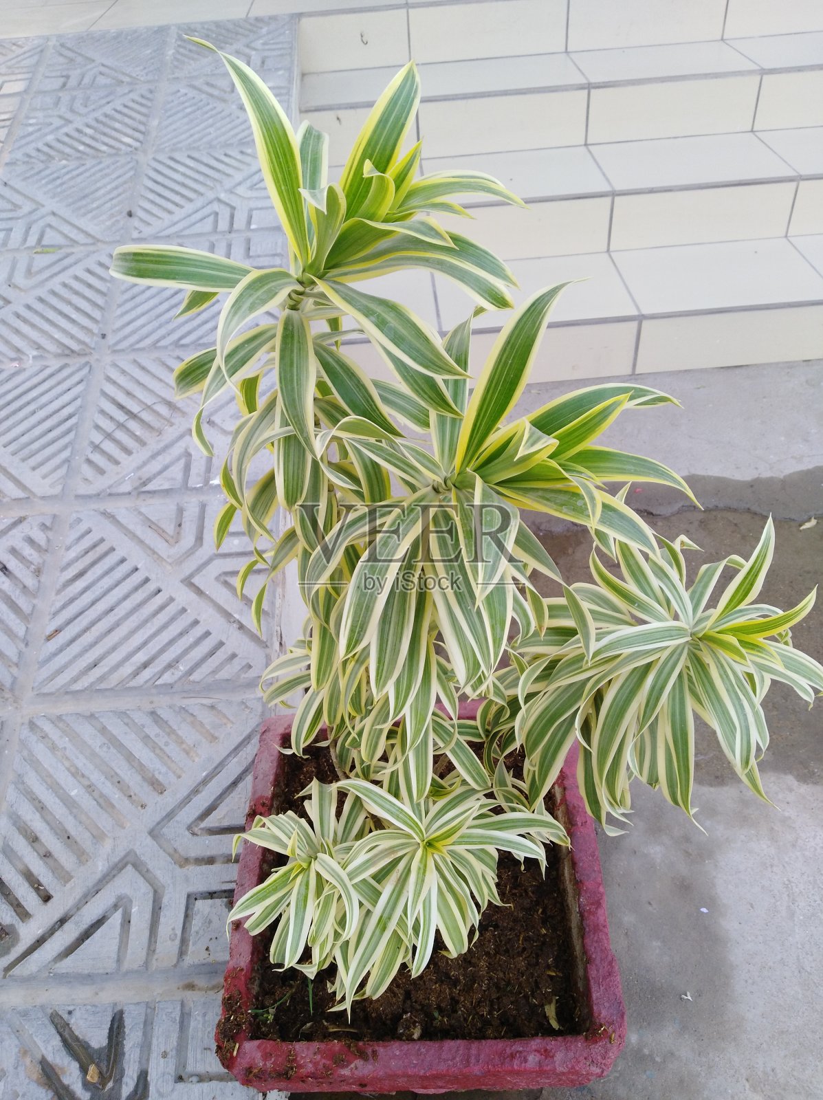 自然之美有树、草、花。照片摄影图片