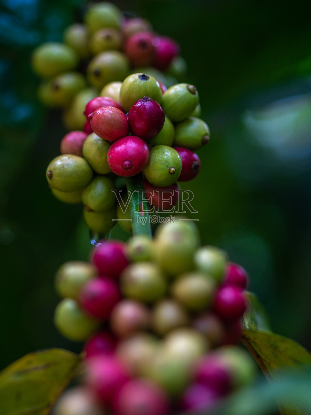 咖啡豆的特写照片摄影图片