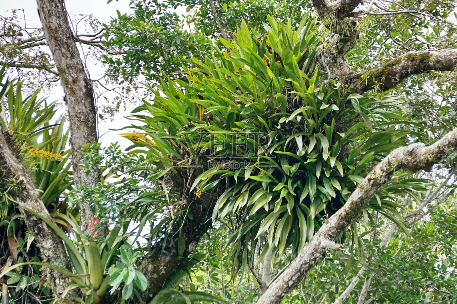 开花的凤梨科植物照片摄影图片