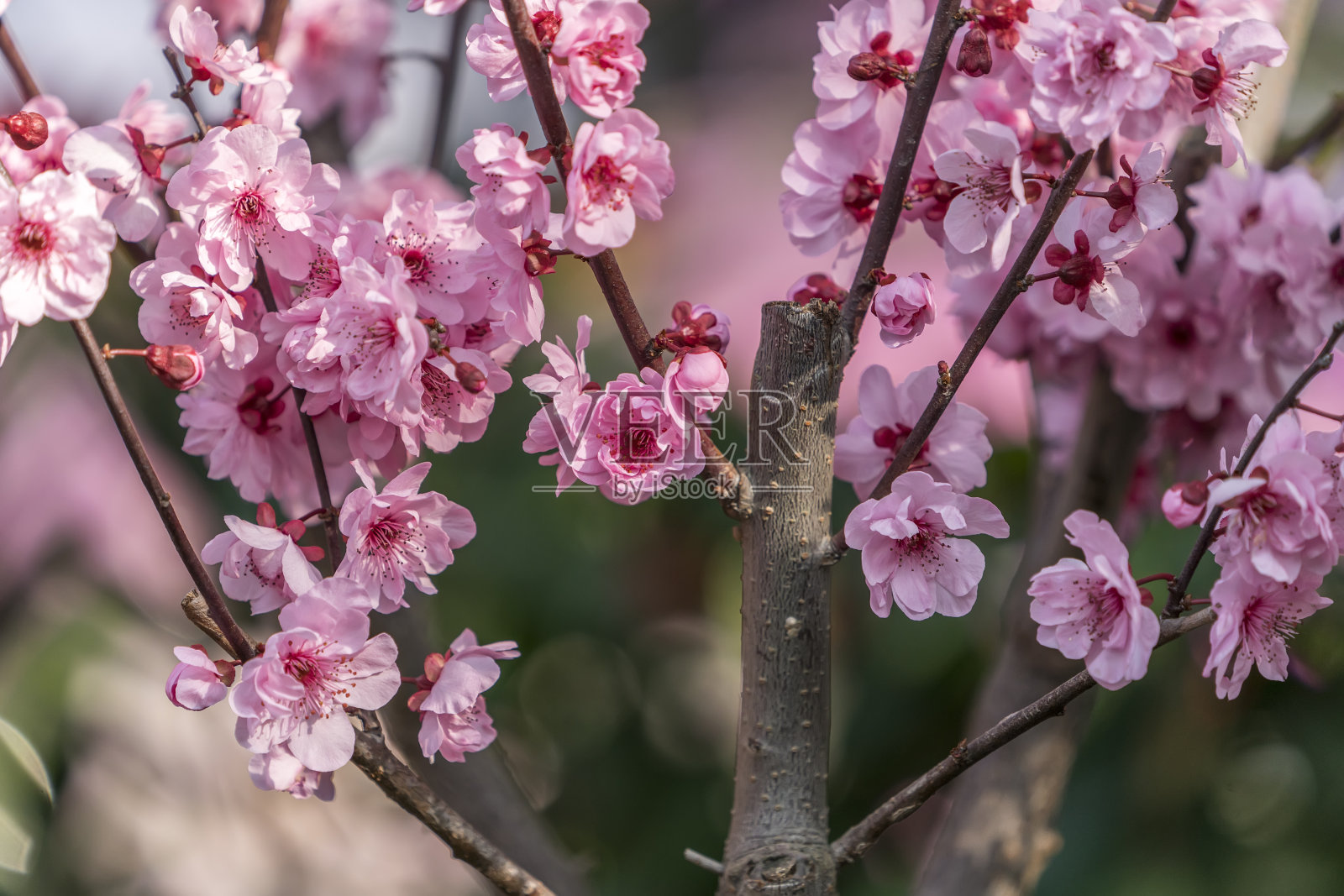 桃花枝照片摄影图片