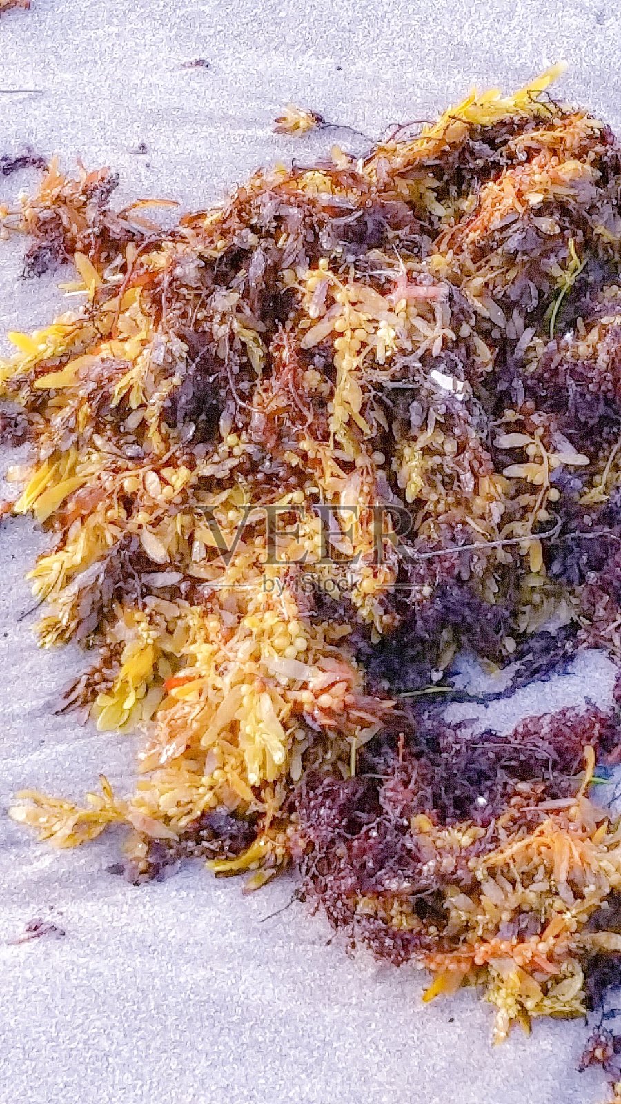 海滩上的海草照片摄影图片