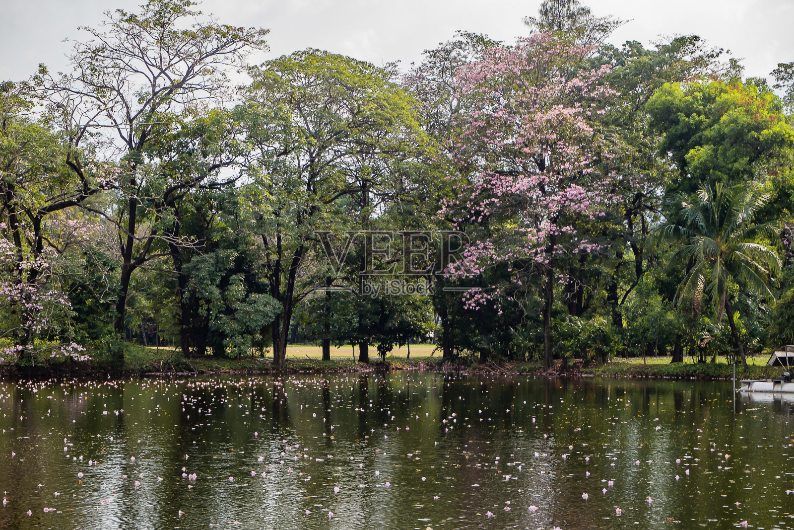 公园里的树木景观。照片摄影图片