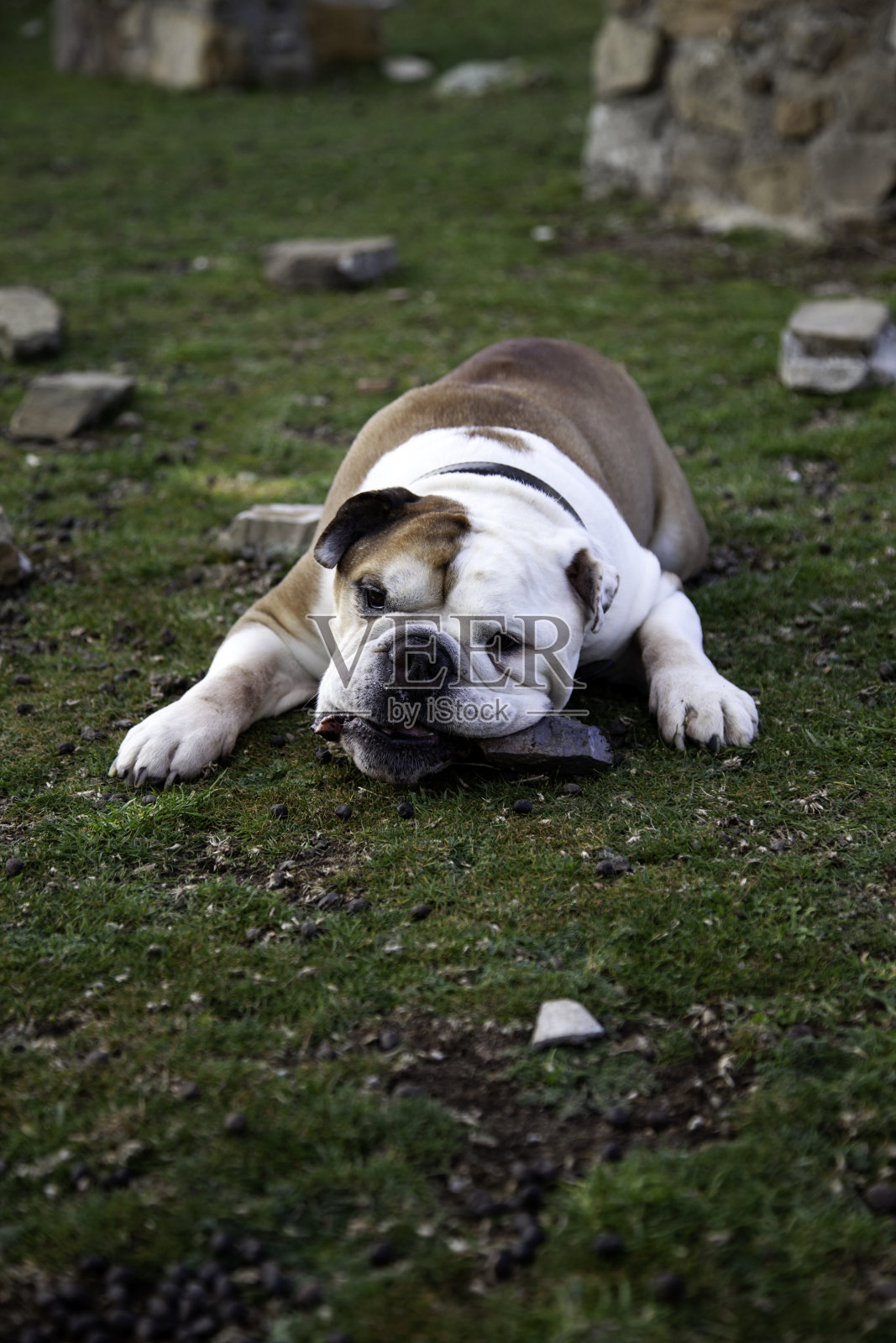 公园里的斗牛犬照片摄影图片