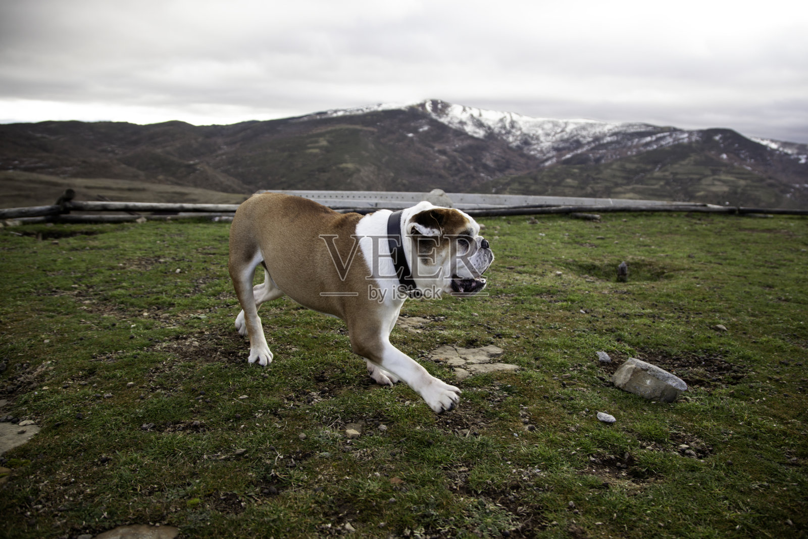公园里的斗牛犬照片摄影图片