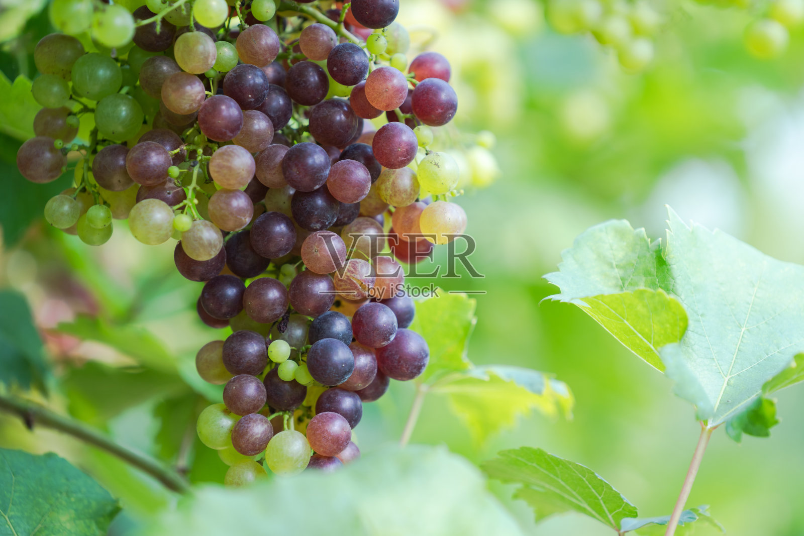 乡下的葡萄成熟的葡萄园照片摄影图片