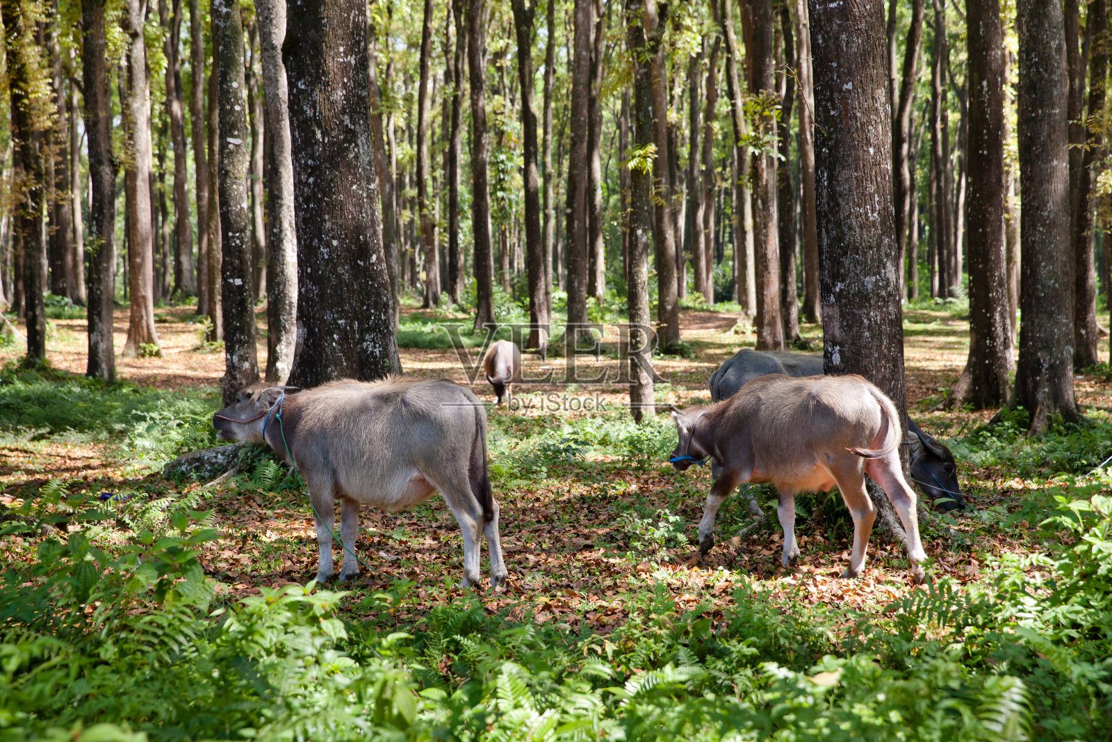 家畜在树林附近吃草。照片摄影图片