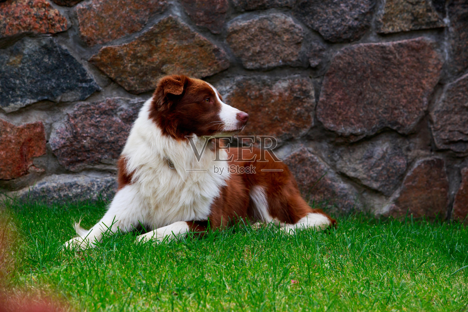 犬种边境牧羊犬照片摄影图片