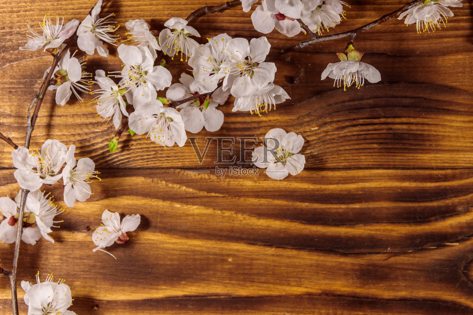 木质背景上的杏树花照片摄影图片