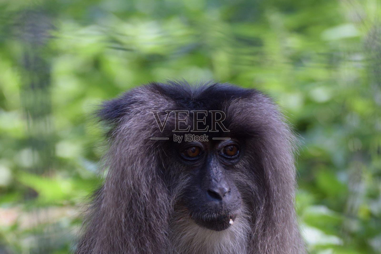 狮尾猕猴照片摄影图片