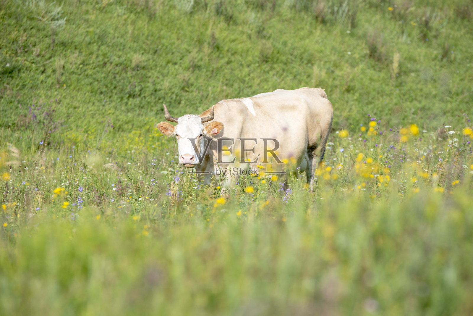 那头牛站在长满青草和鲜花的草地上照片摄影图片