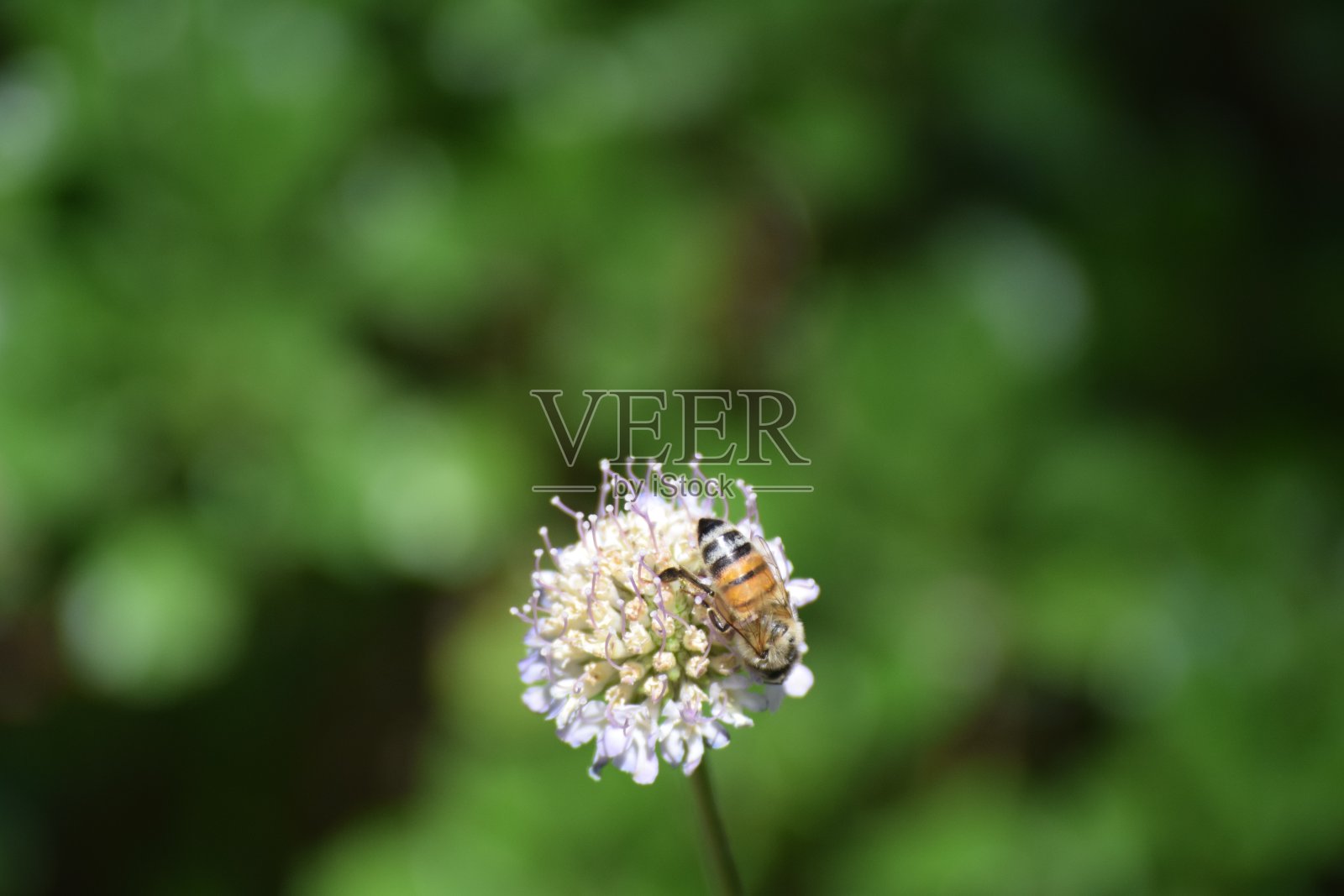 蜜蜂授粉白花照片摄影图片