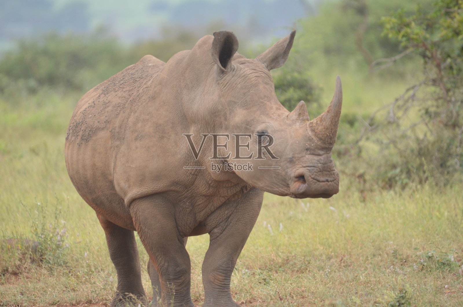 克鲁格国家公园里一只可爱的雄性白犀牛照片摄影图片