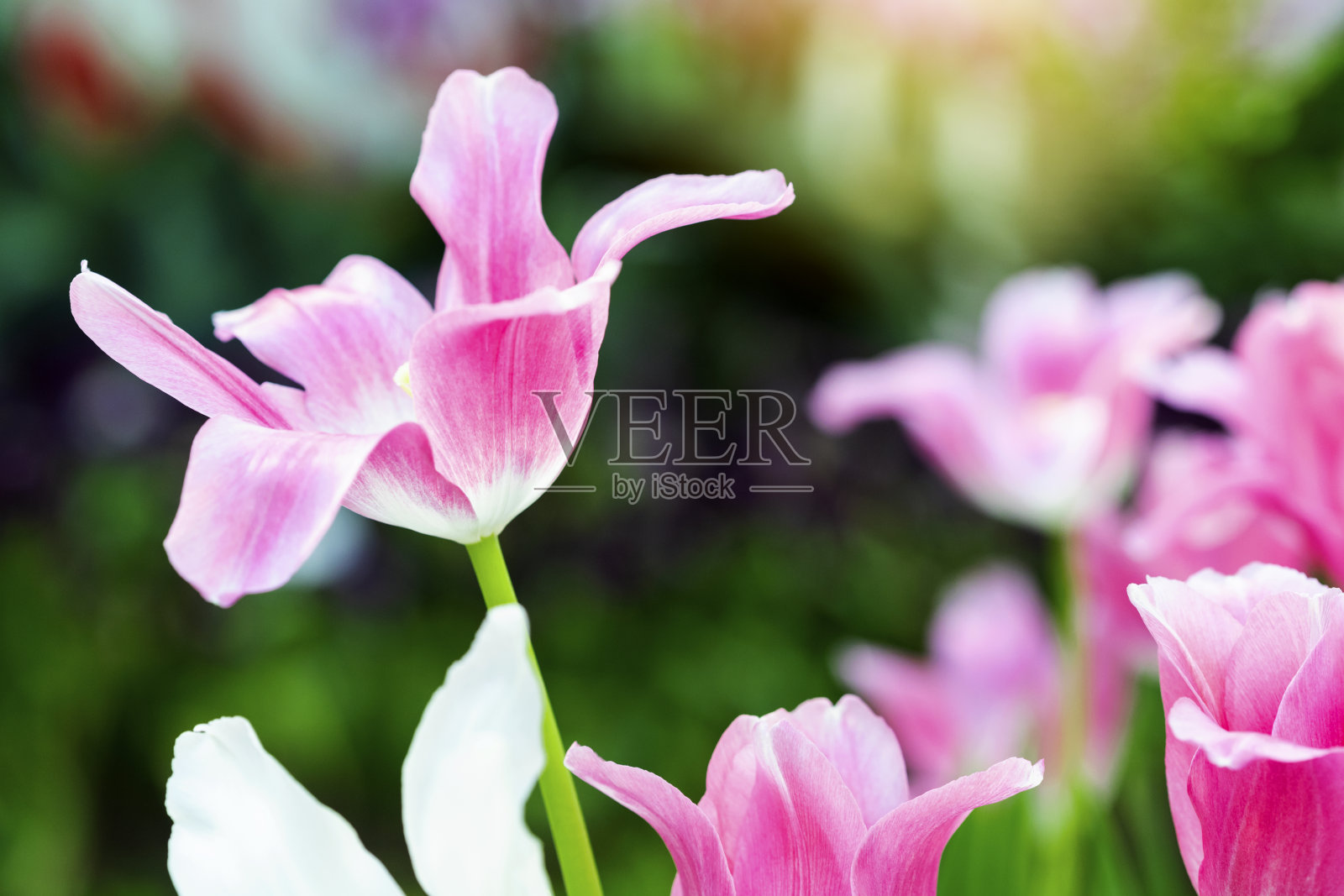 早晨在植物园里，粉红色的郁金香花在阳光下绽放。照片摄影图片