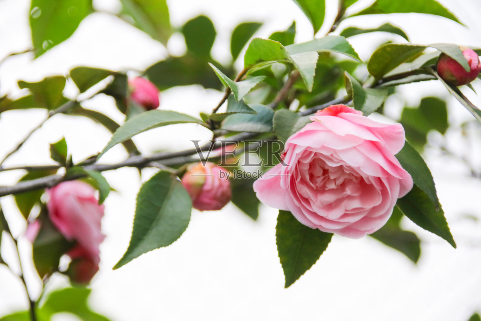 粉红色山茶花，日本山茶花照片摄影图片