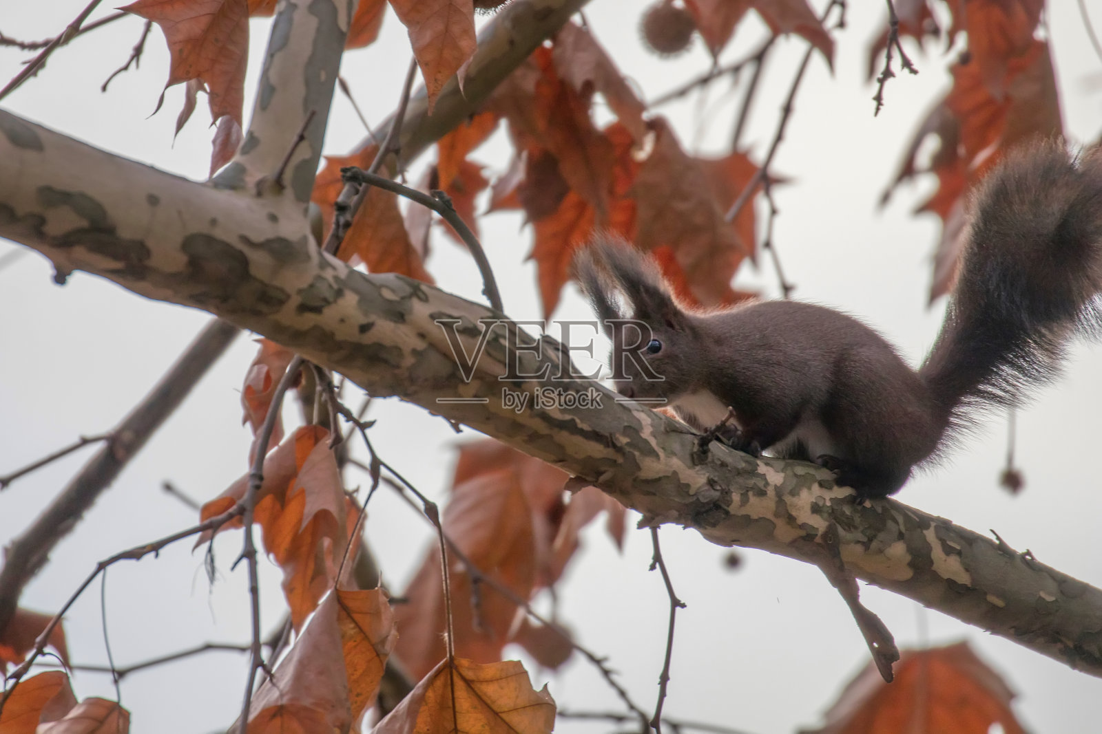 红松鼠坐在树上，秋天森林松鼠(Sciurus vulgaris)照片摄影图片