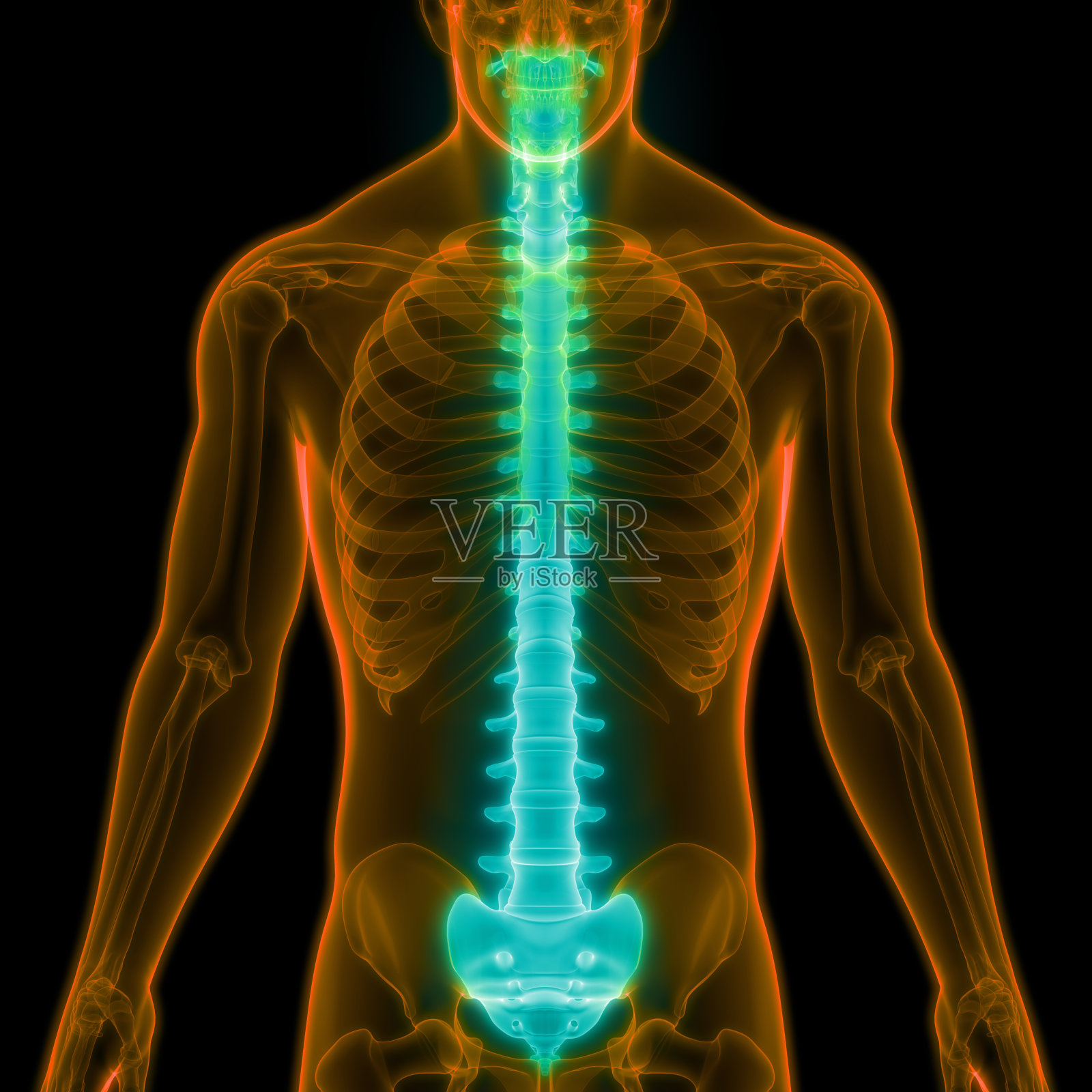人体骨骼系统脊柱解剖学照片摄影图片