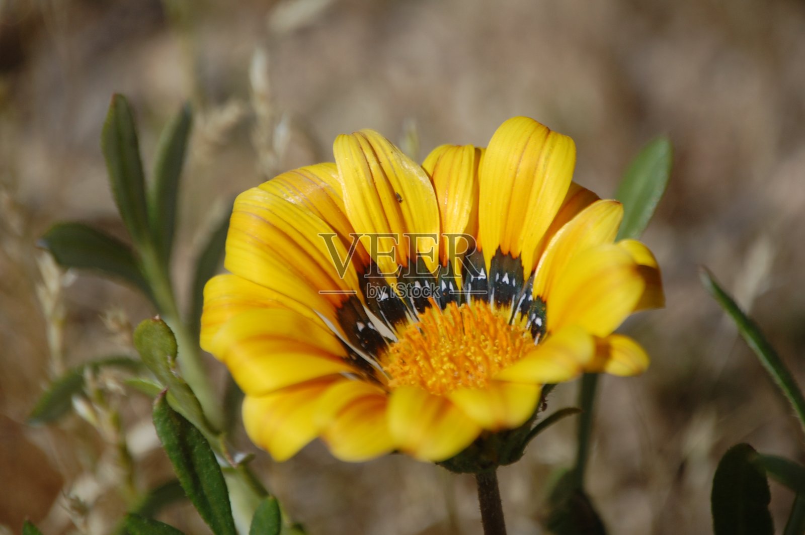 黄色的原产地花照片摄影图片
