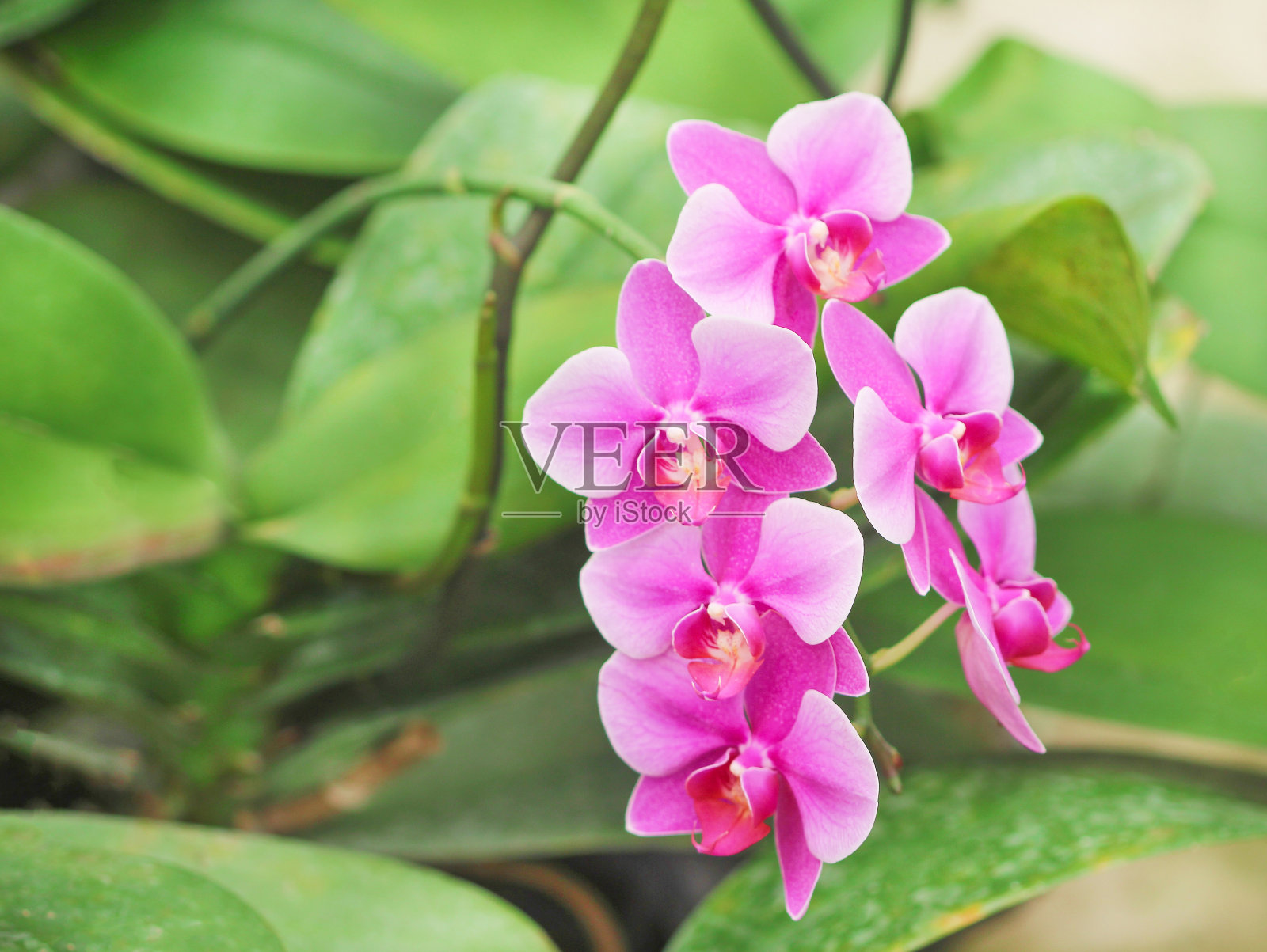 五颜六色的紫色蝴蝶兰的花序盛开和叶片在花卉农场照片摄影图片