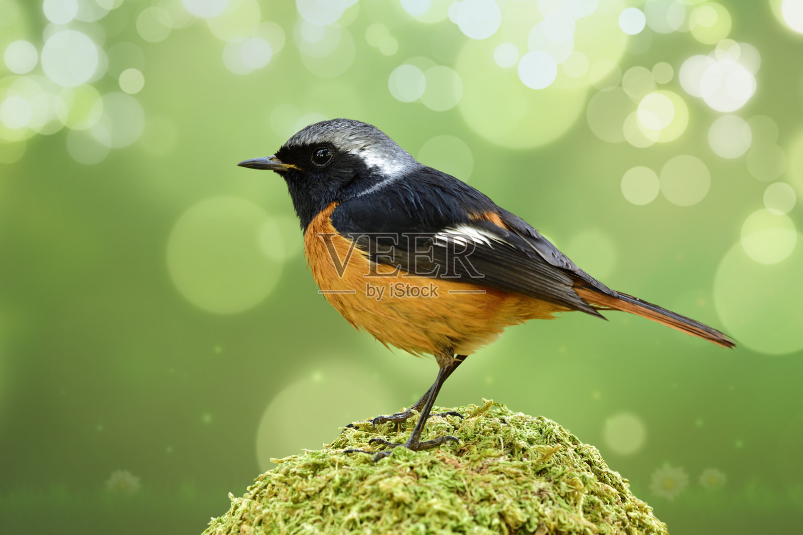 美丽的橙色鸟，有黑色的翅膀和银色的头，栖息在绿色的苔藓上，在光线和散焦反射的背景下照片摄影图片