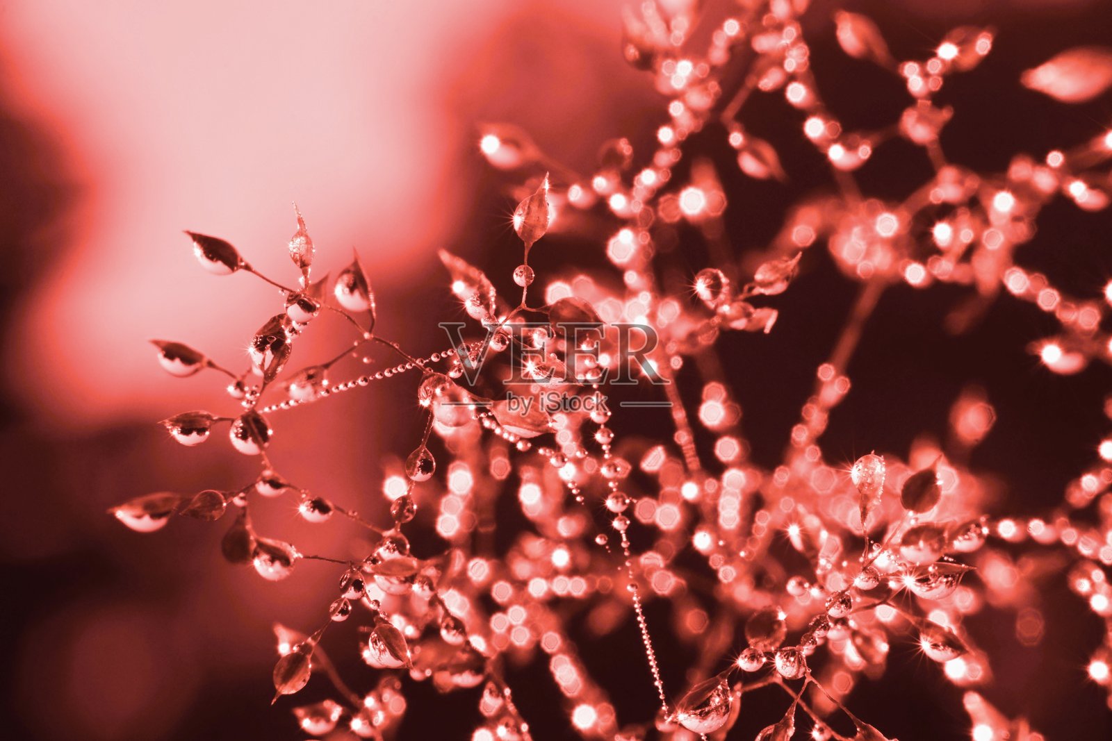 蛛网上美丽的大水滴，珊瑚色的细节照片摄影图片