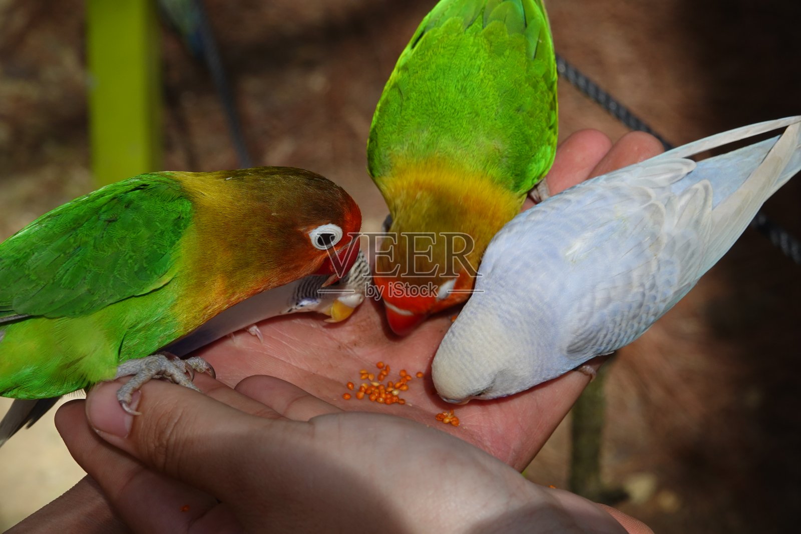 五颜六色的鸟，鹦鹉和虎皮鹦鹉照片摄影图片