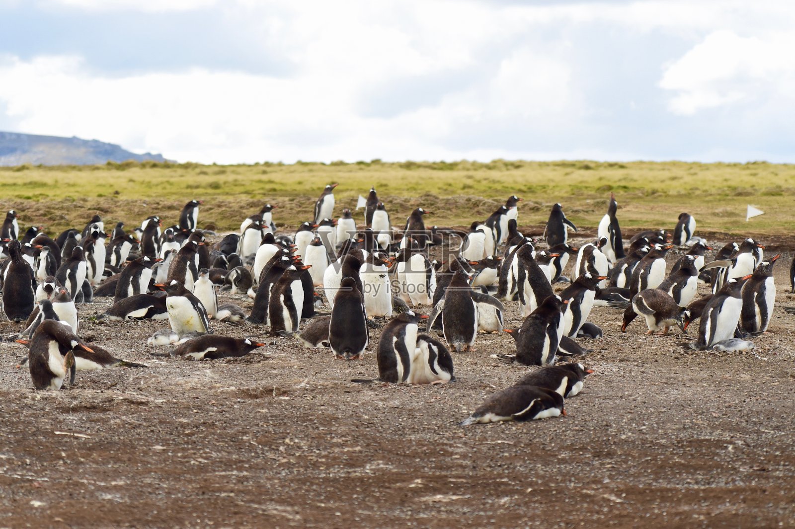 企鹅照片摄影图片