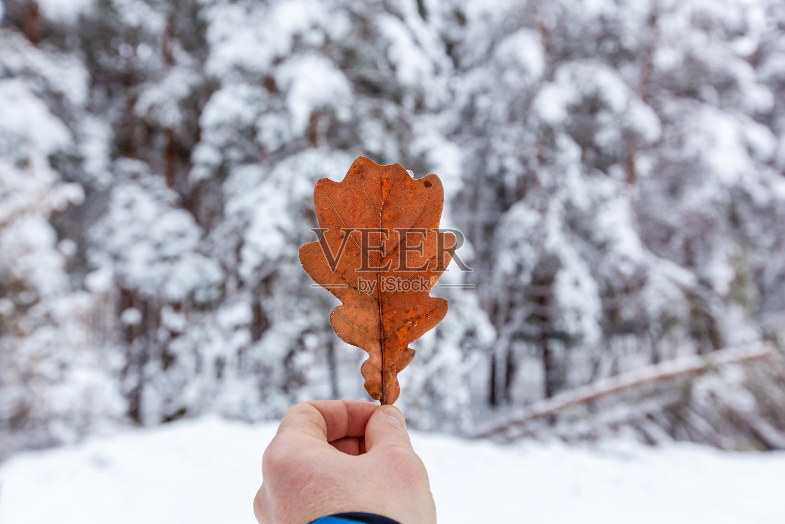 冬天干燥的橡树叶照片摄影图片