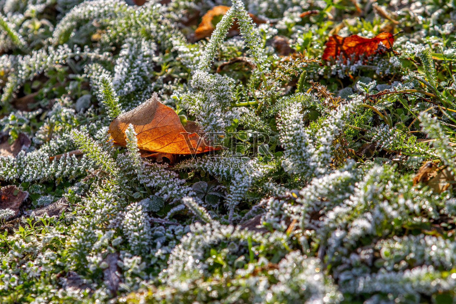 绿叶上撒着白霜照片摄影图片