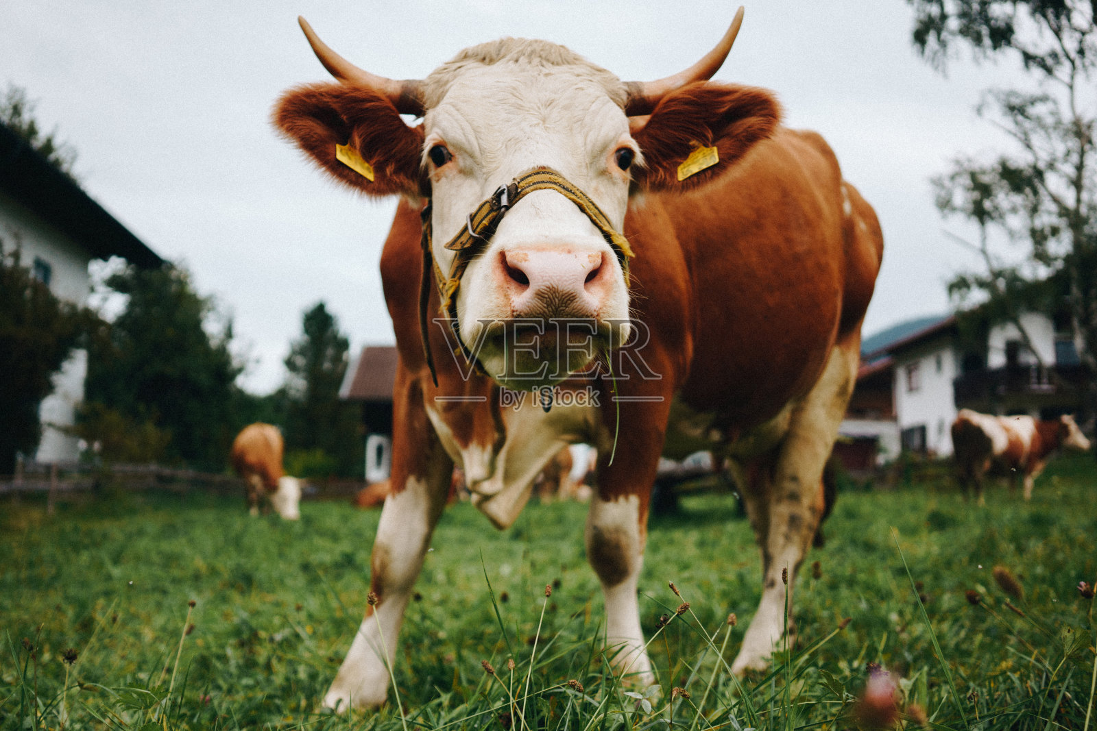 好奇的奶牛在吃草时看着摄像机照片摄影图片