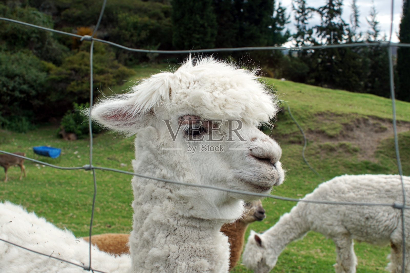 羊驼的特写照片摄影图片