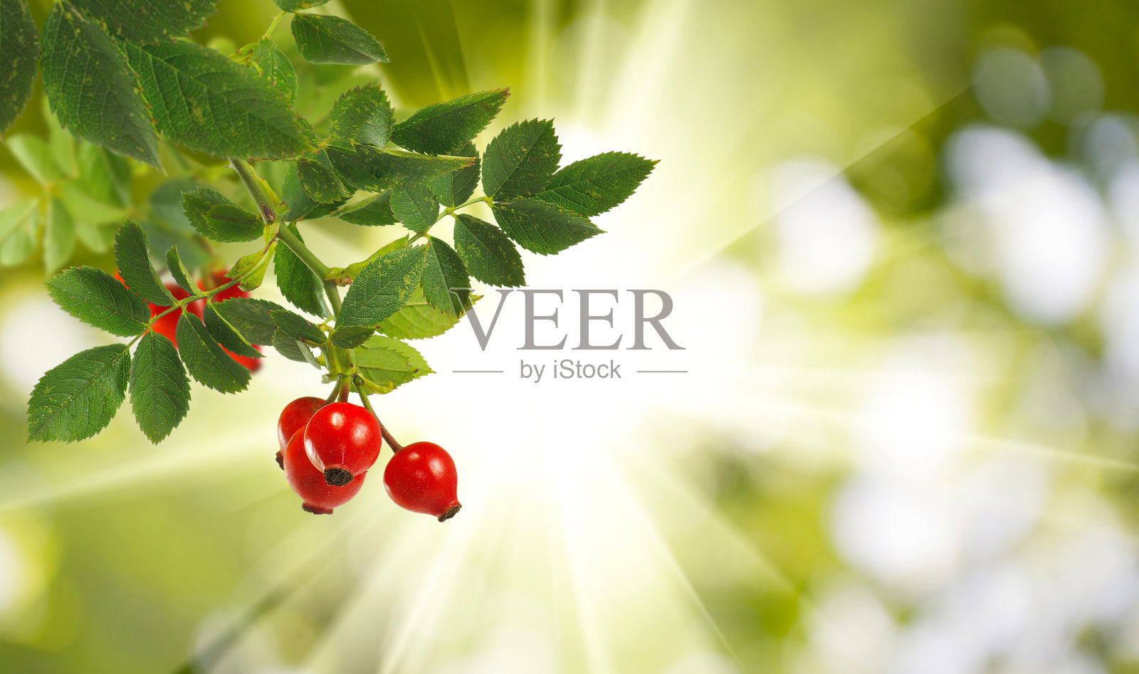 花园里的一丛蔷薇照片摄影图片