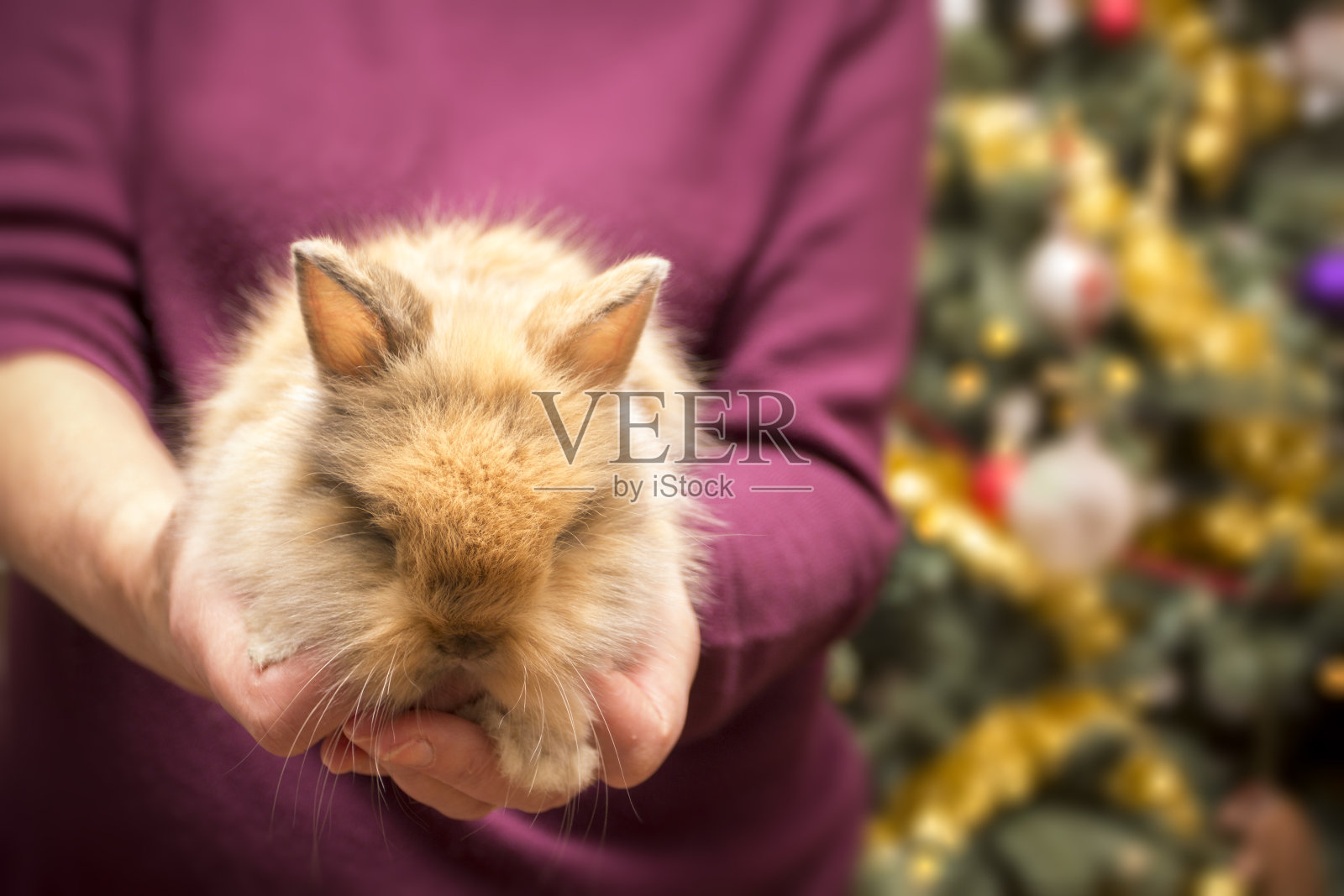 女人抱着小兔子。背景是圣诞树。照片摄影图片