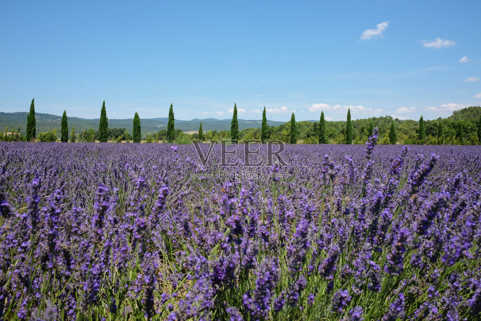 景观与薰衣草花和柏树照片摄影图片