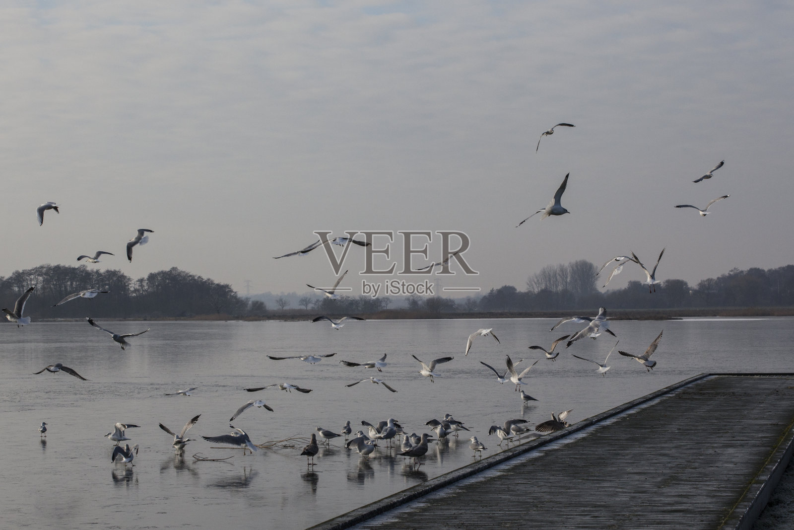 冰湖上的海鸥-奥尔胡斯照片摄影图片