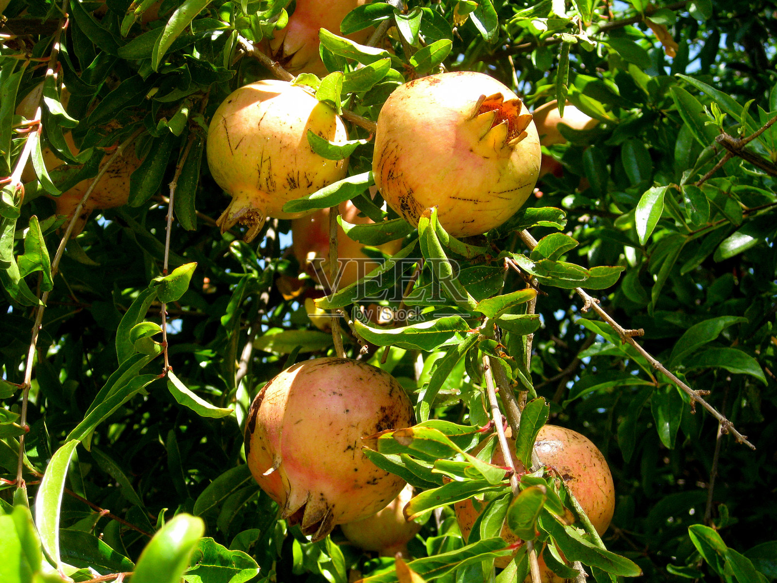 石榴树的树枝上结满了果实照片摄影图片