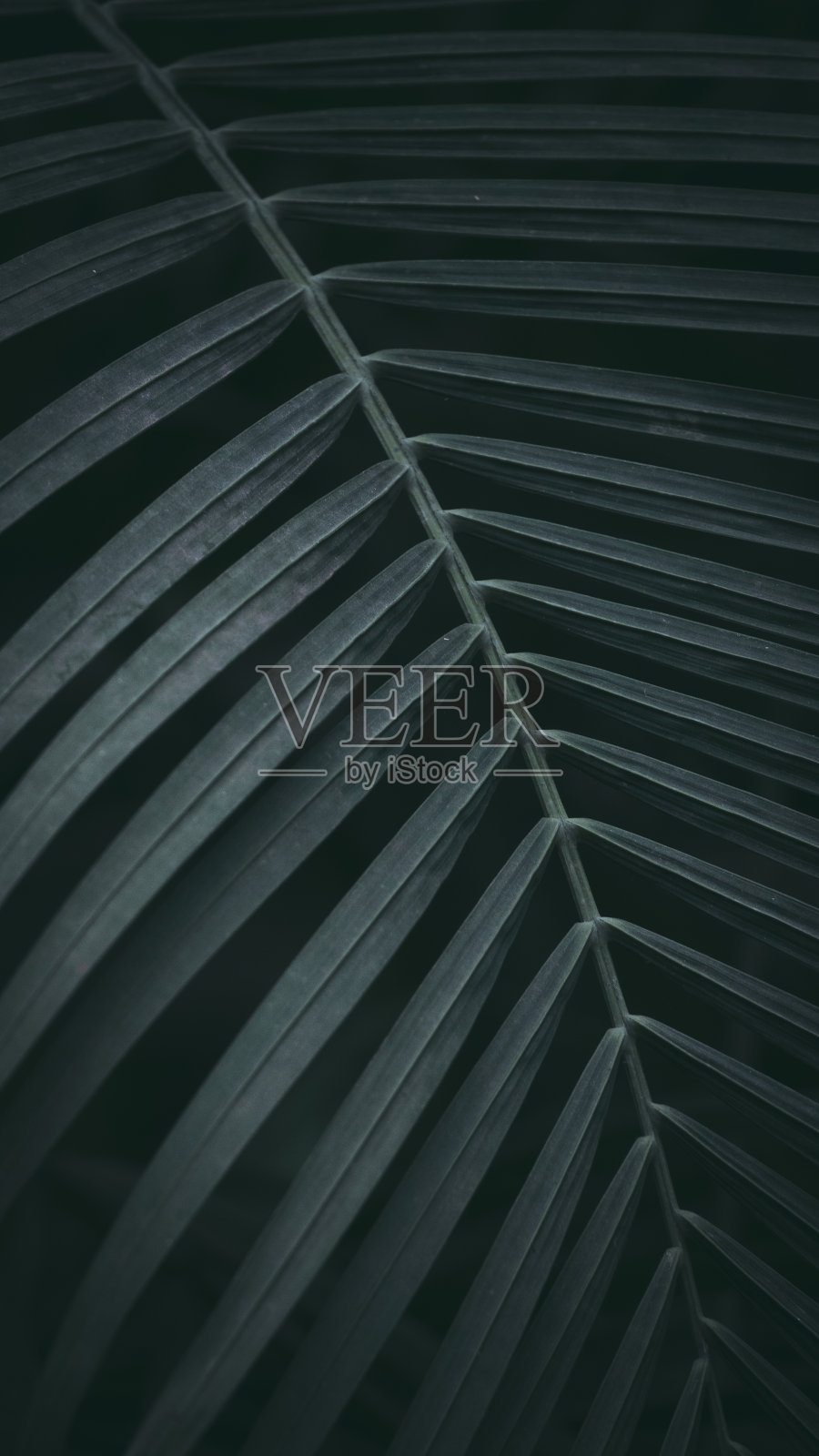 深绿色热带植物背景。照片摄影图片