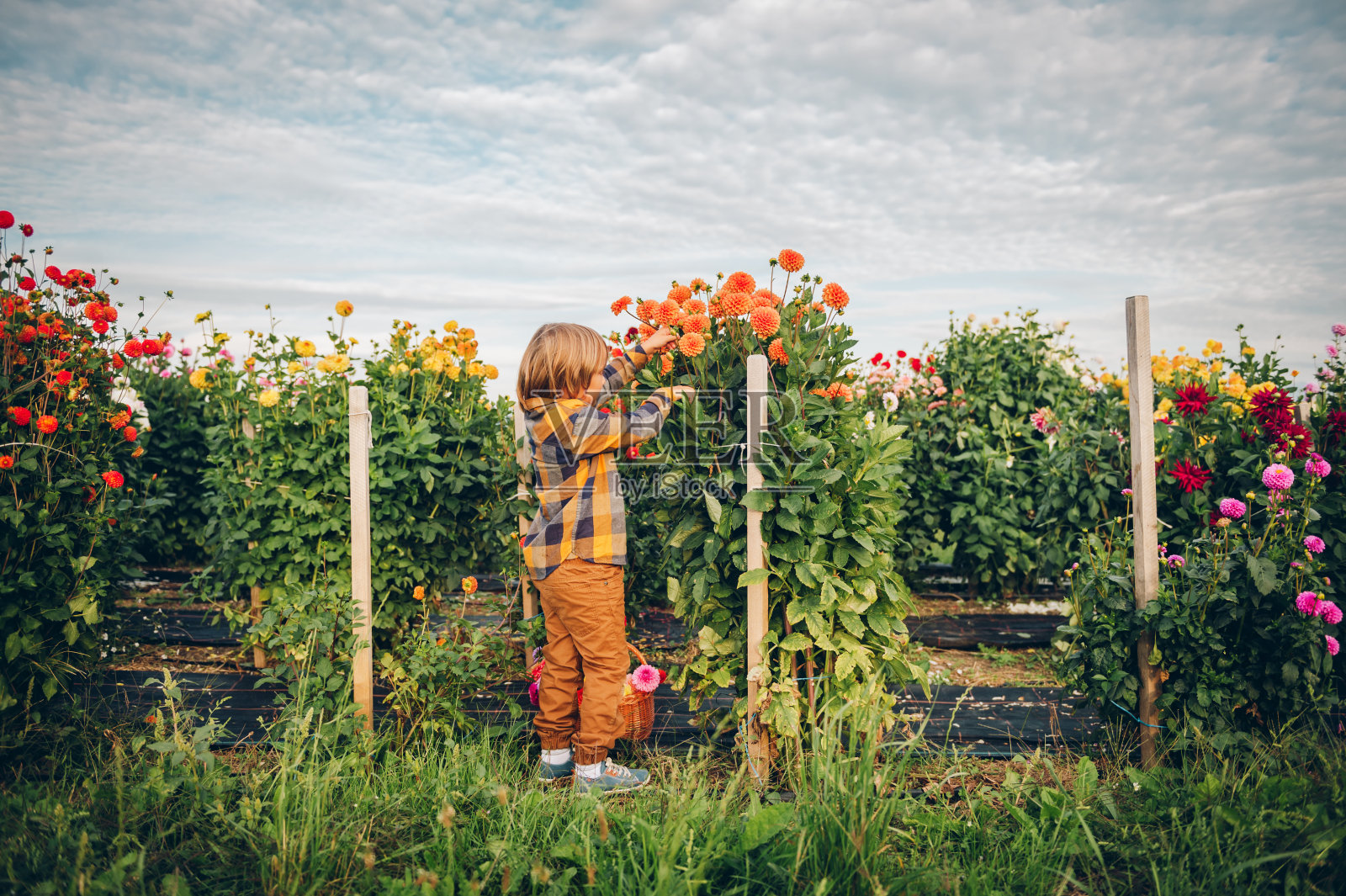 可爱的小男孩在秋天的花园里劳作，孩子照料着五颜六色的菊花和大丽花，园丁孩子在外面享受着温暖和阳光明媚的一天照片摄影图片