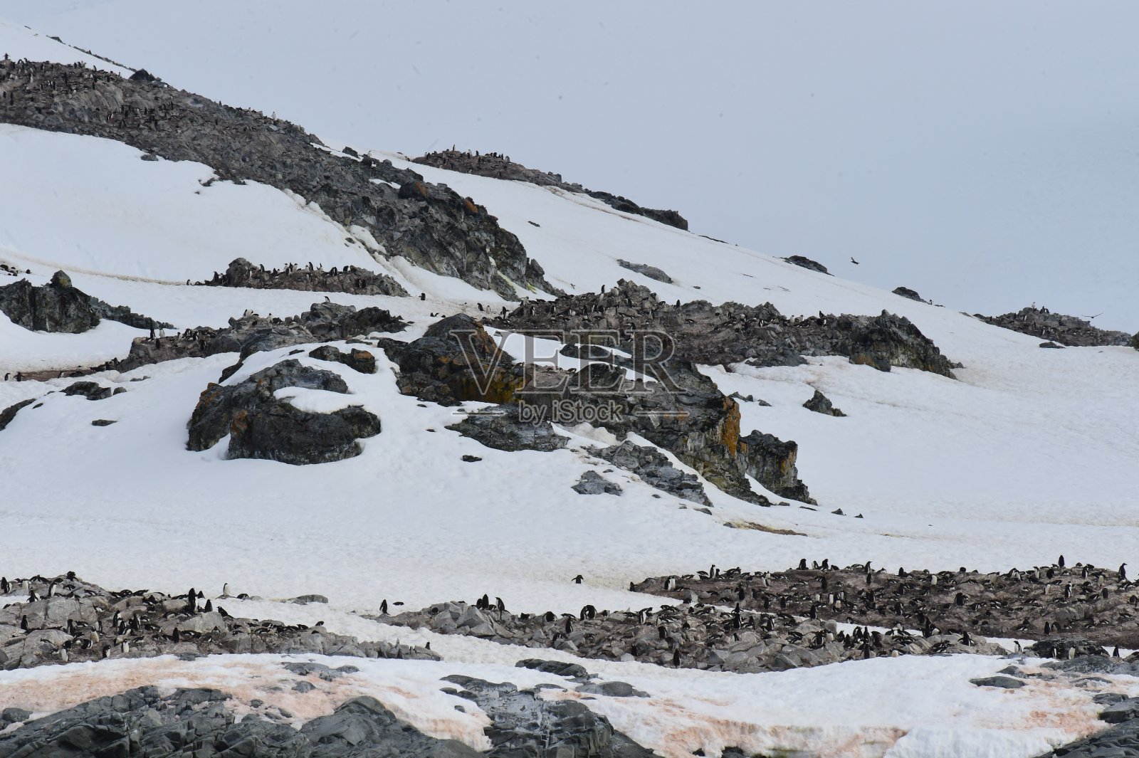 企鹅照片摄影图片