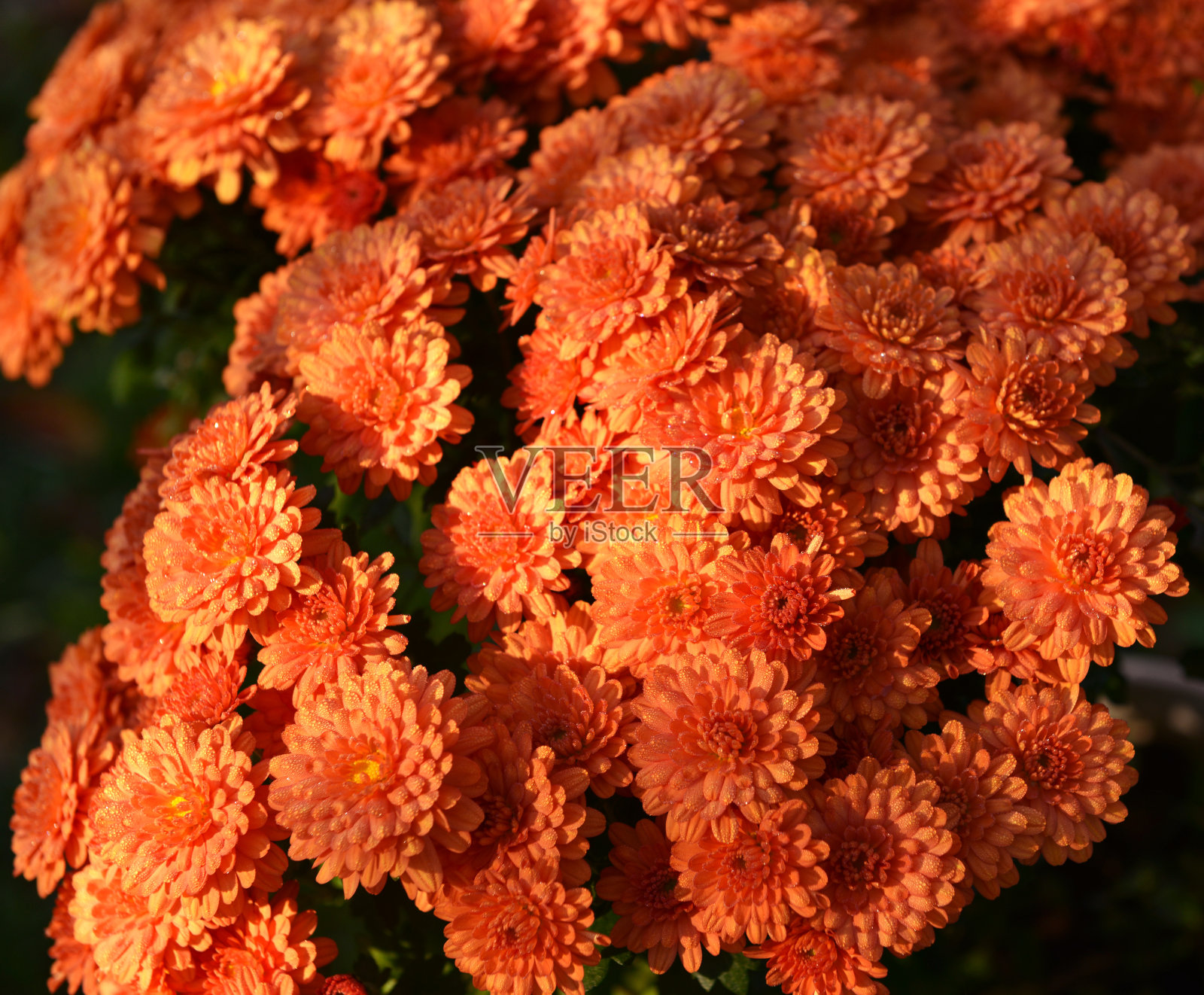 美丽的一束金黄色的雏菊花与露在晨光照片摄影图片