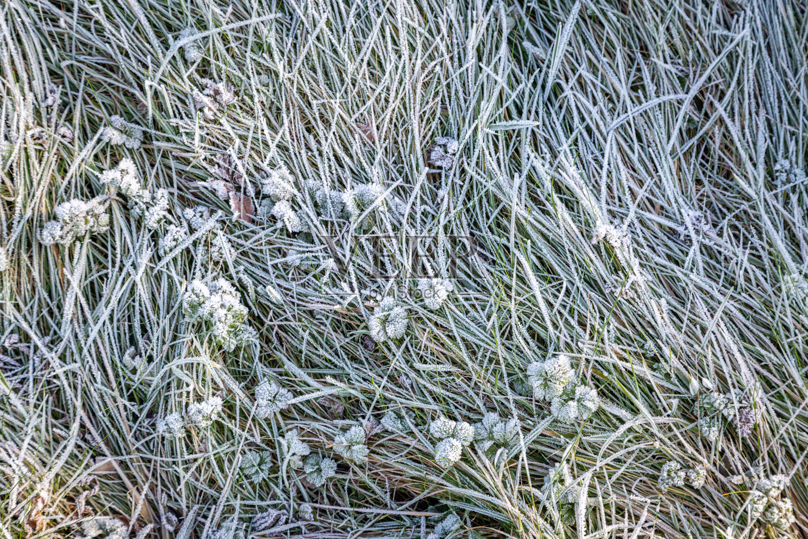 结霜的草和叶照片摄影图片