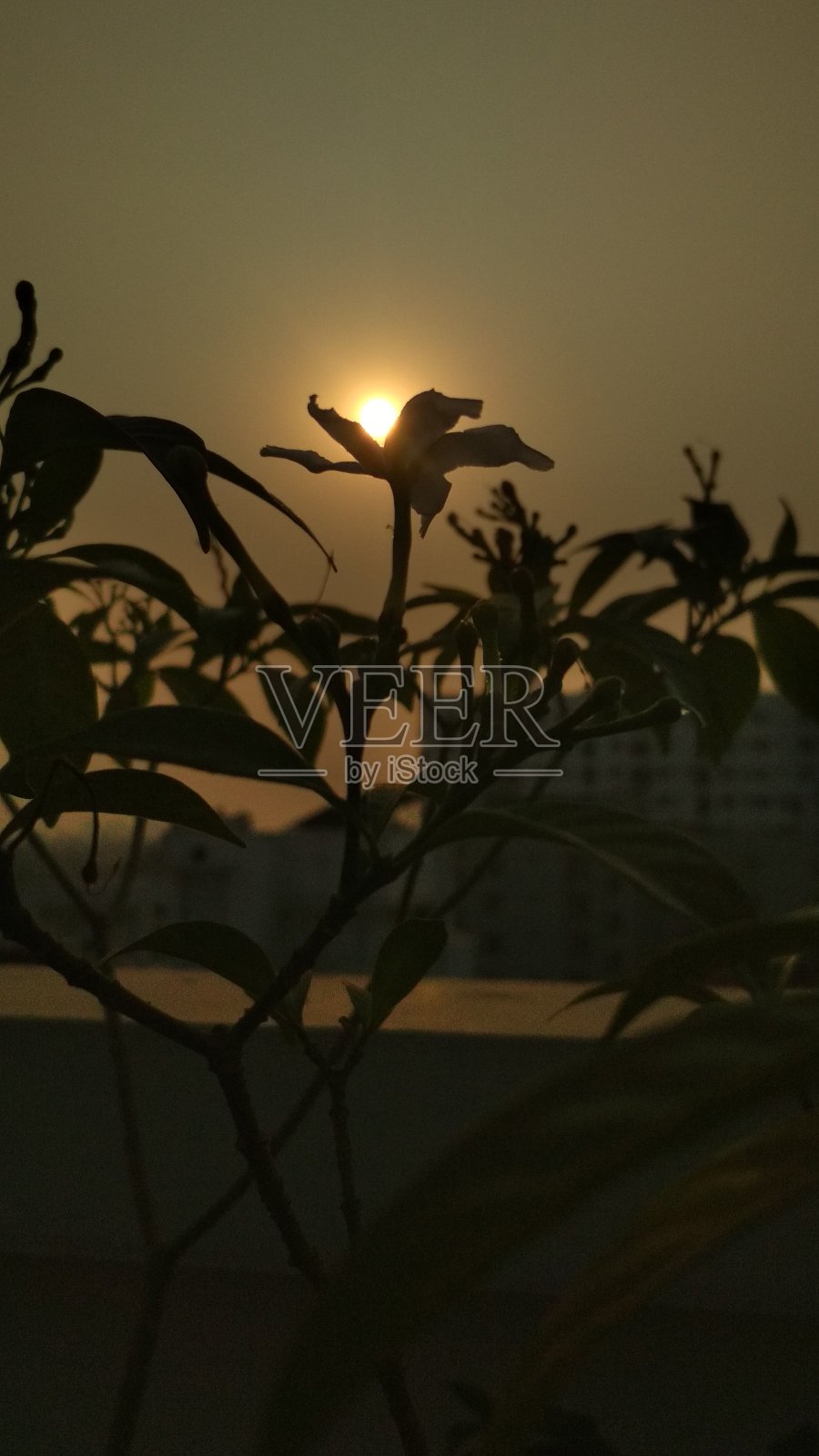 太阳和花照片摄影图片