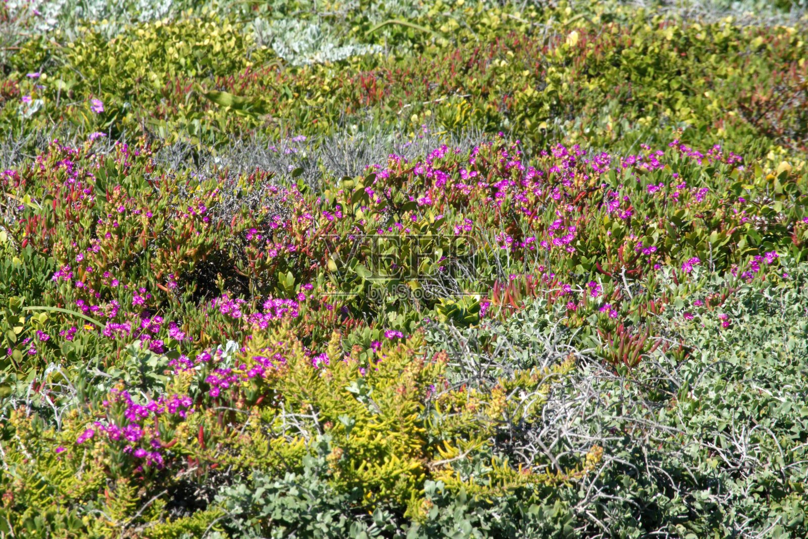 野花照片摄影图片