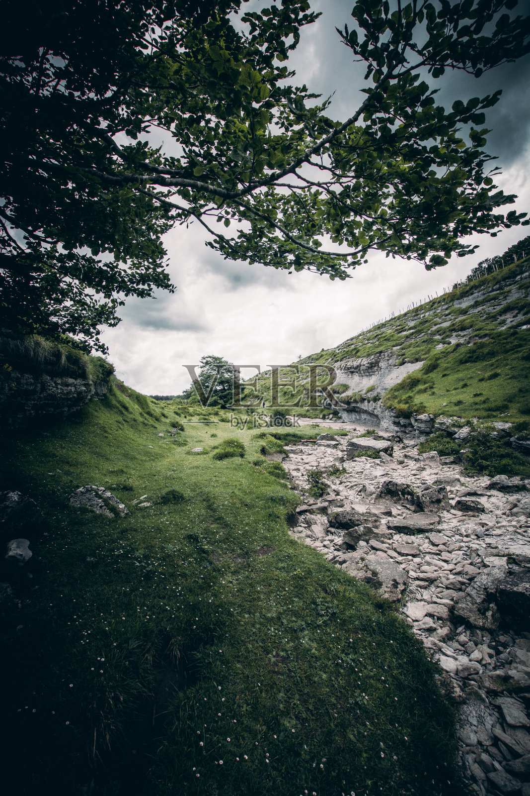 野生照片摄影图片