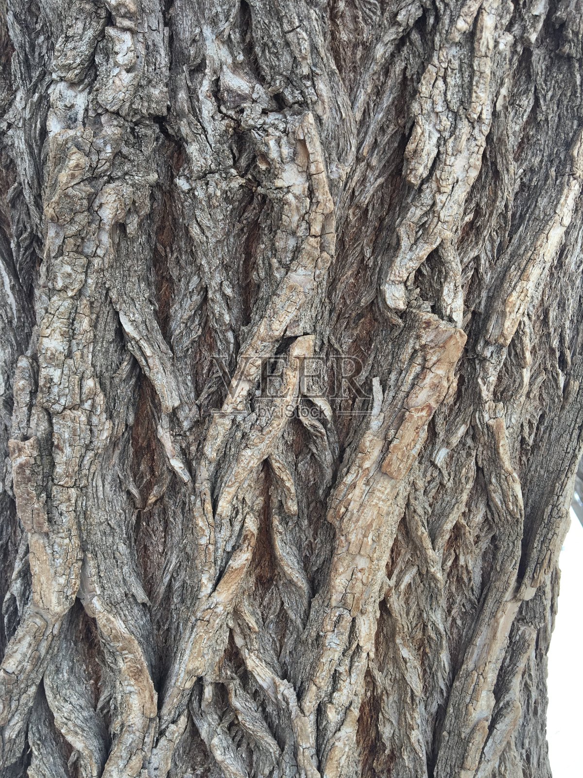 树皮照片摄影图片