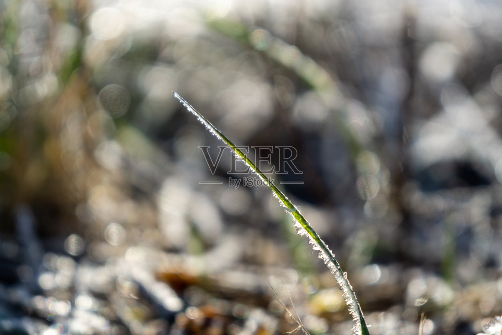 在冬季，宏观的冰雪覆盖。照片摄影图片